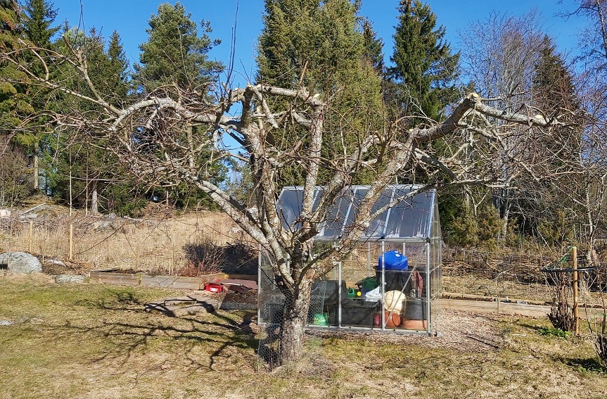 Kevättöitä eli omenapuun oksien leikkaamista
